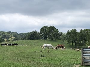 Horses on farm