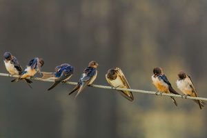 Swallows on a telephone wire by Hassan Pasha, Unsplash